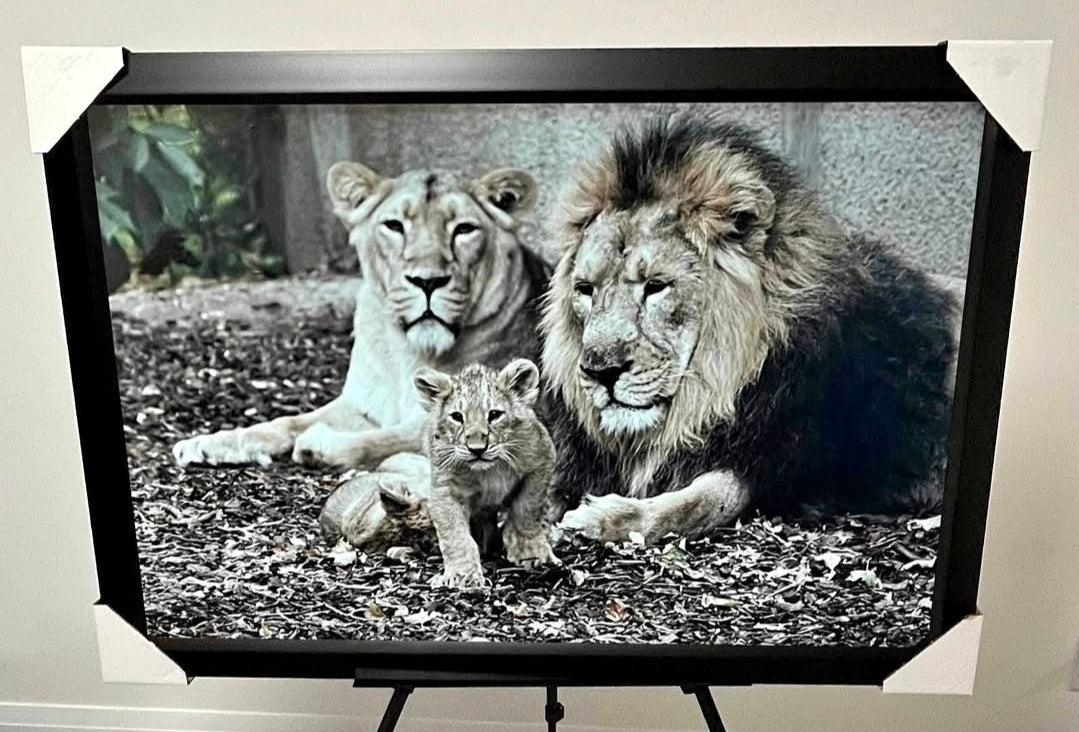 26x38 Wall Art Animals Lions Textured Fine Art Print